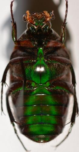 Coptomia rufovaria